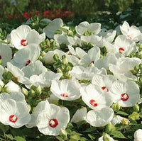 Luna White Hardy Hibiscus