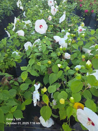 Luna White Hardy Hibiscus
