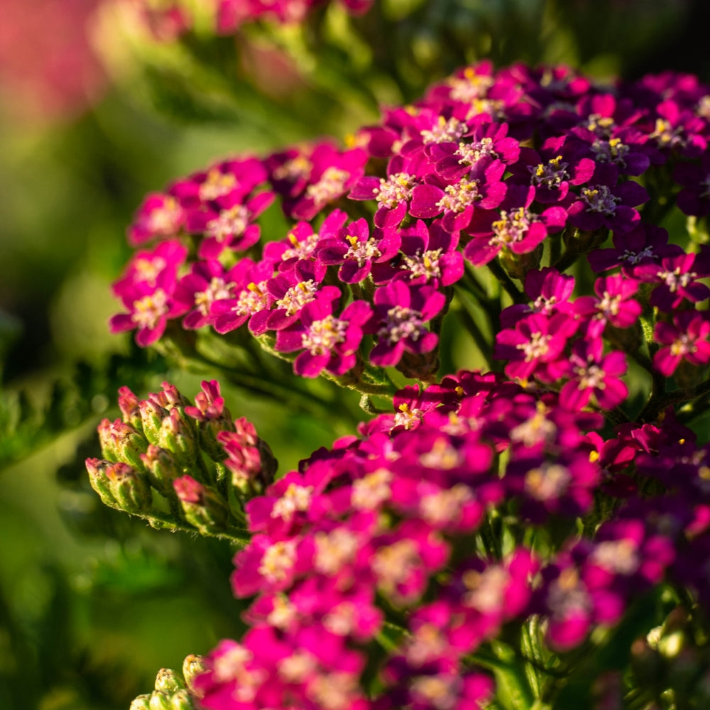 Milly Rock™ Rose Yarrow | Achillea millefolium 'Florachro1'