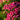 Milly Rock™ Rose Yarrow | Achillea millefolium 'Florachro1'
