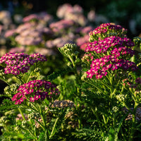 Milly Rock™ Rose Yarrow | Achillea millefolium 'Florachro1'