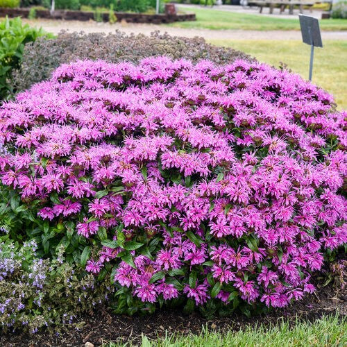Monarda didyma 'Pardon My Lavender II' | Bee Balm