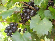 Muscadine Vine | Vitis rotundafolia | 5 Varieties' Available