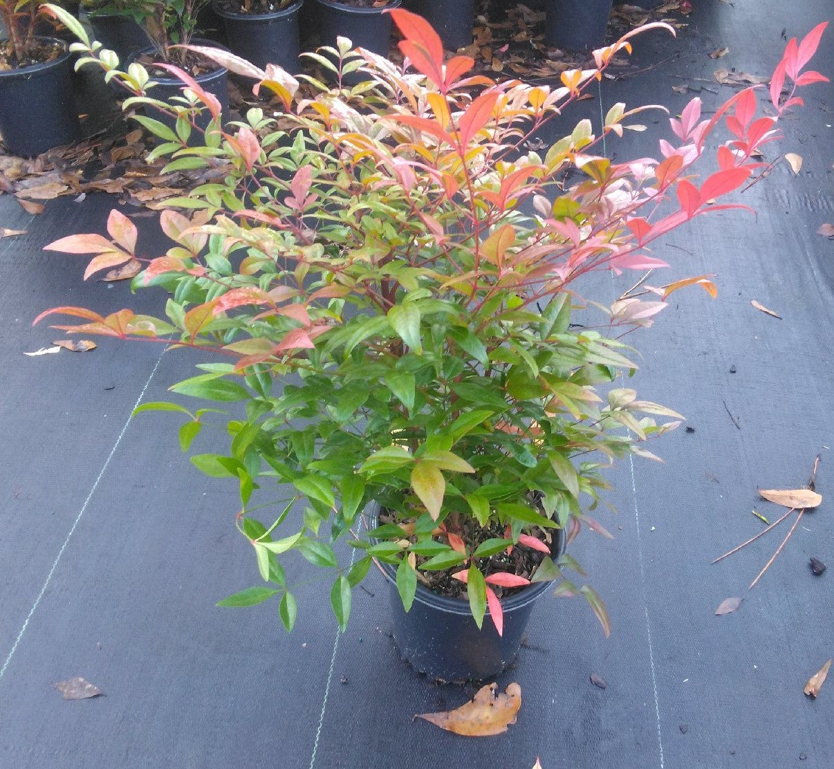 Heavenly Bamboo | Nandina domestica