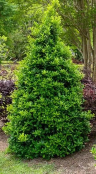 Oakland® Holly | Ilex hybrid 'Magland' PP14417