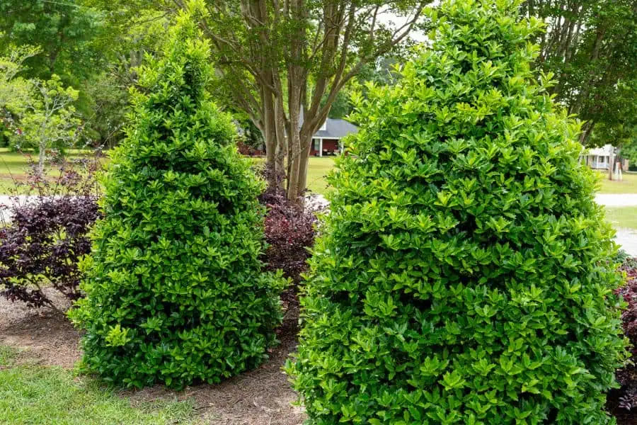 Oakland® Holly | Ilex hybrid 'Magland' PP14417