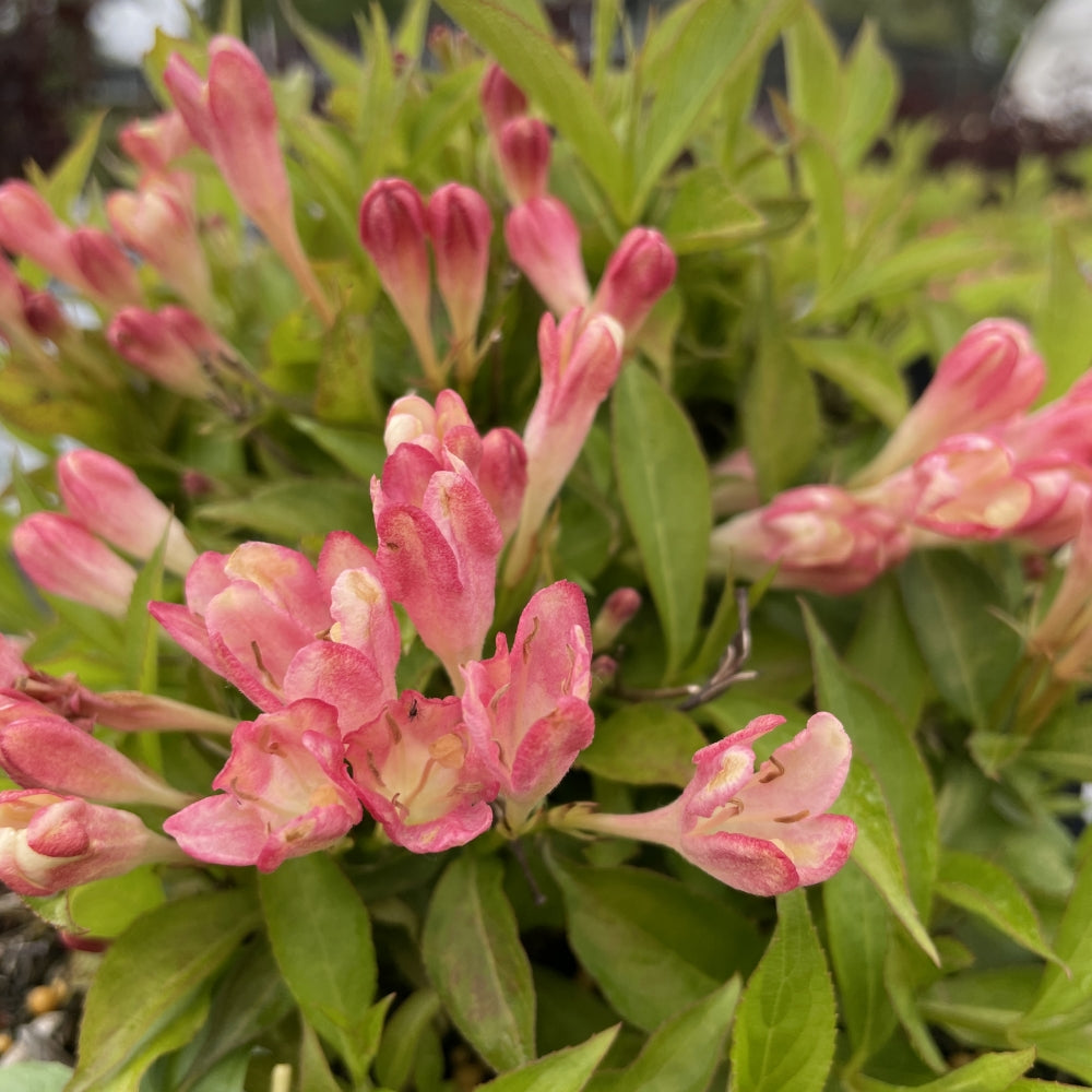 Peach Kisses™ Weigela | Weigela x 'Slingpink' USPP29149, CPBRAF