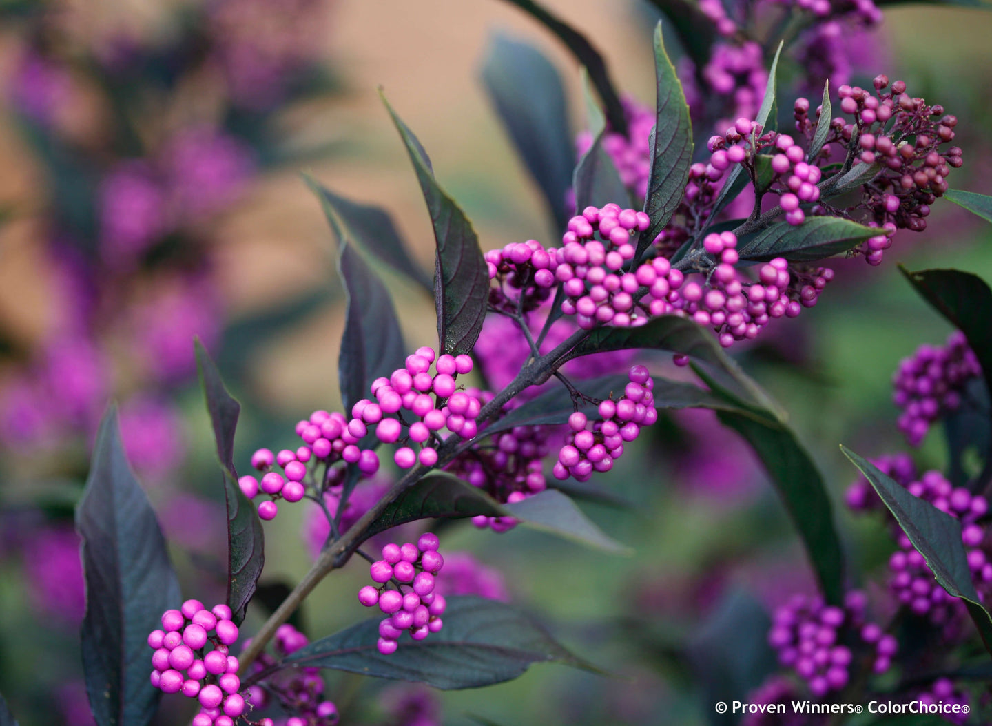 Pearl Glam® Callicarpa | Beautyberry | French Mulberry