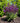 Perpetual Purple™ Salvia | Reblooming Salvia | Salvia nemorosa PERPETUAL PURPLE™ USPPAF