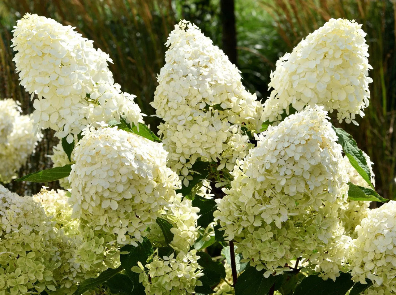 White Tree Form Hydrangea | Phantom Hydrangea | Hydrangea paniculata 'Phantom' | 5 Gallon Container 4-5' Tall. Our Tree Form Phantom Hydrangea is a beautiful flowering shrub known for its stunning white blooms and lush foliage.