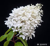 Phantom Panicle Hydrangea Shrub