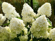 Phantom Panicle Hydrangea Shrub