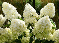 Phantom Panicle Hydrangea Shrub