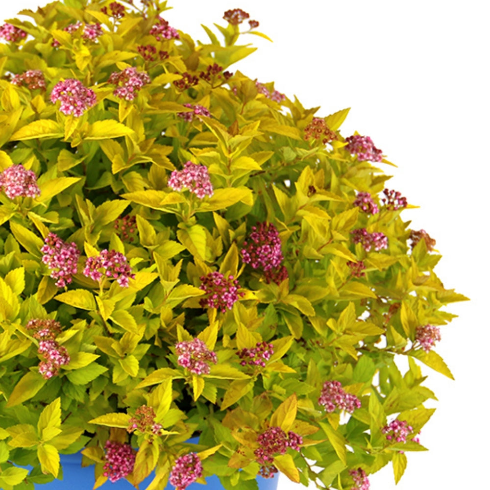 Pineapple Poprocks® Spirea | Spirea japonica 'Golden Select' USPPAF, CPBRAF