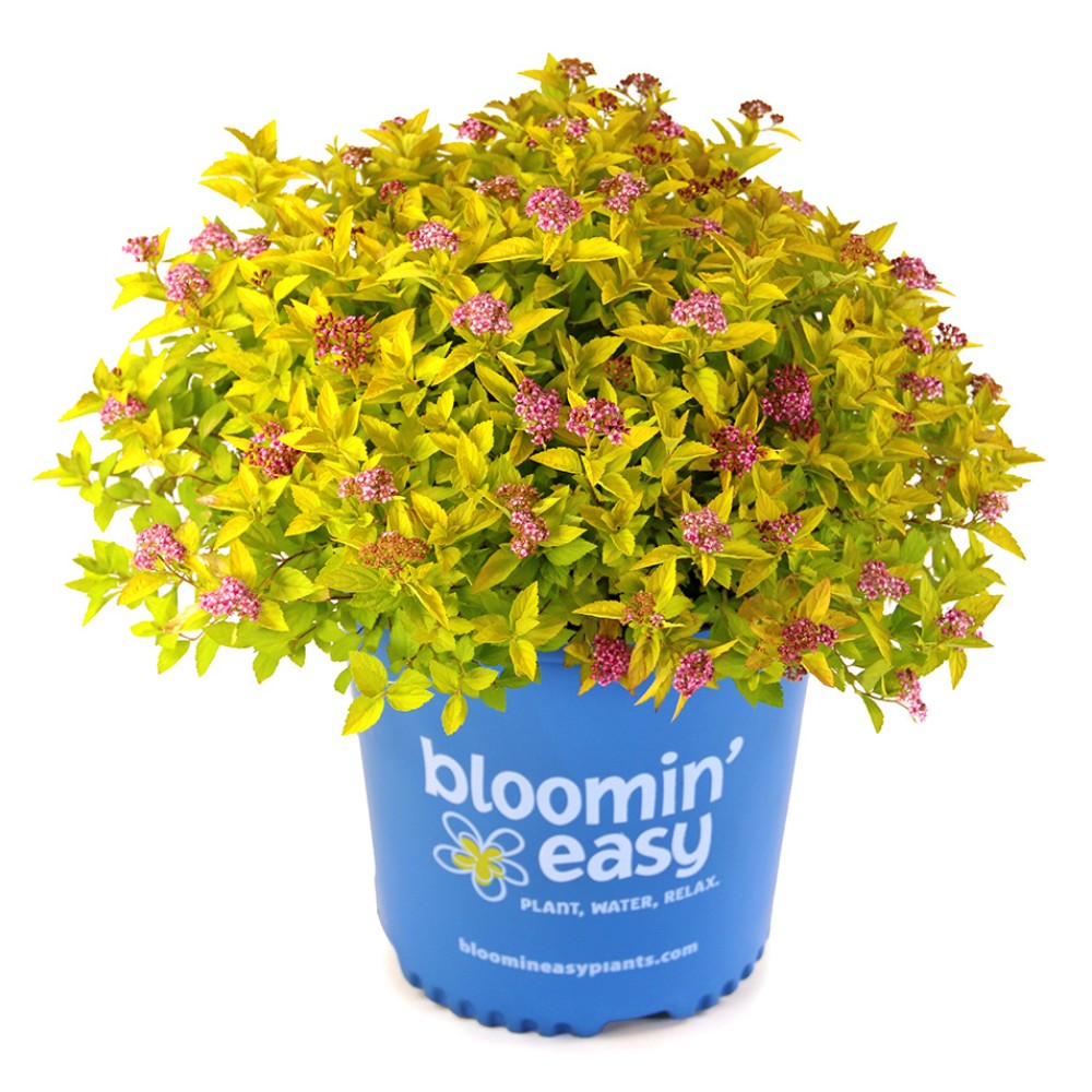 Pineapple Poprocks® Spirea | Spirea japonica 'Golden Select' USPPAF, CPBRAF