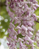 Pink Japanese Wisteria Wisteria rosea 'HONBENI'