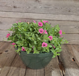 Supertunia Mini Vista® Hot Pink