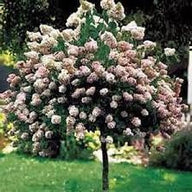Pinky Winky ®  Hydrangea Standard Tree | Hydrangea paniculata
