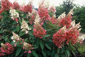 Pinky Winky ®  Hydrangea Standard Tree | Hydrangea paniculata