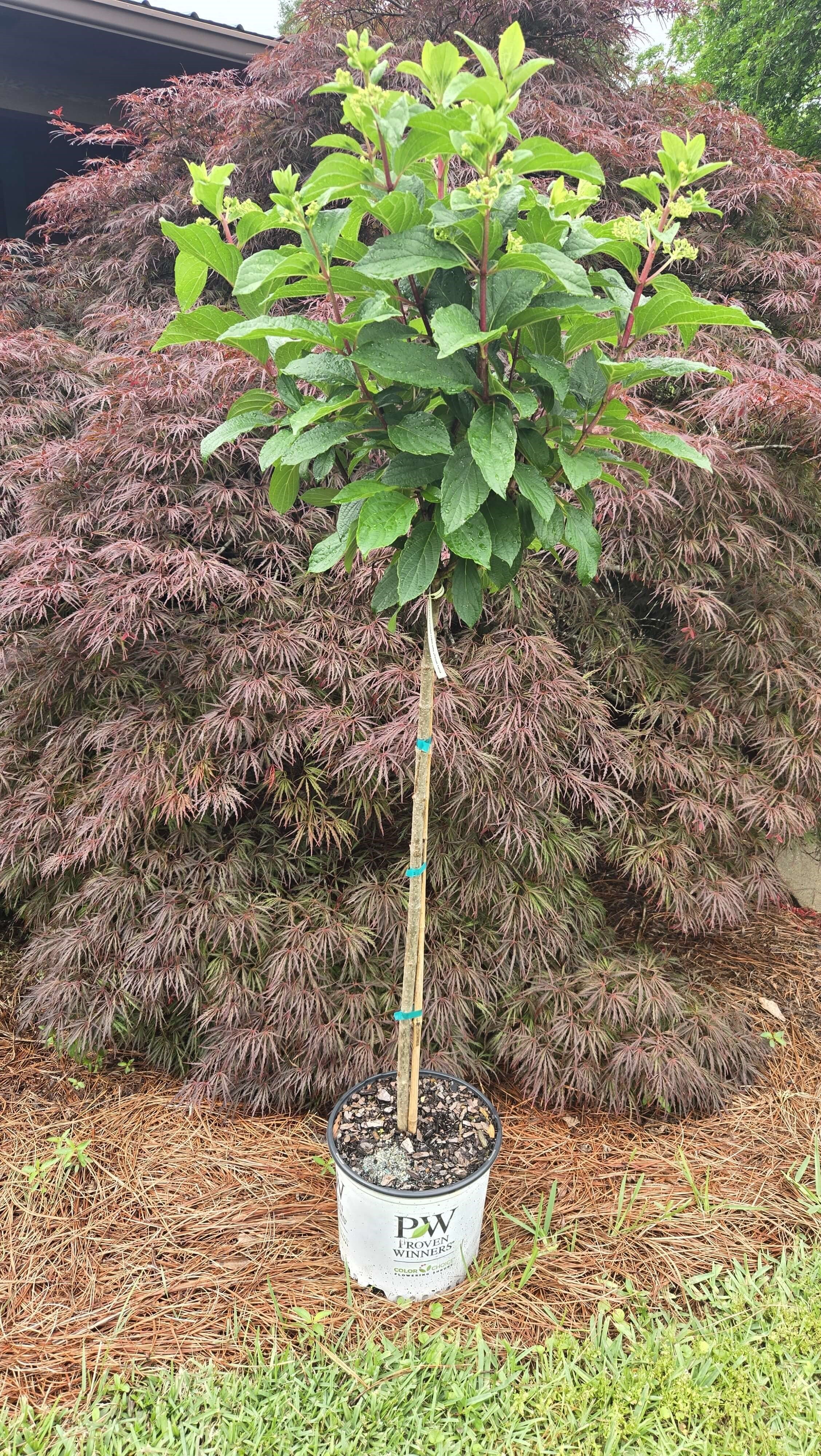 Pinky Winky ® Hydrangea Standard Tree | Hydrangea paniculata – Plant ...