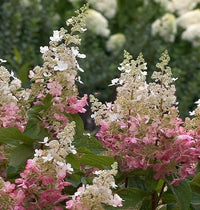 Pinky Winky ®  Hydrangea Standard Tree | Hydrangea paniculata