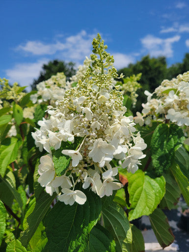Pinky Winky ® Hydrangea Standard Tree | Hydrangea paniculata