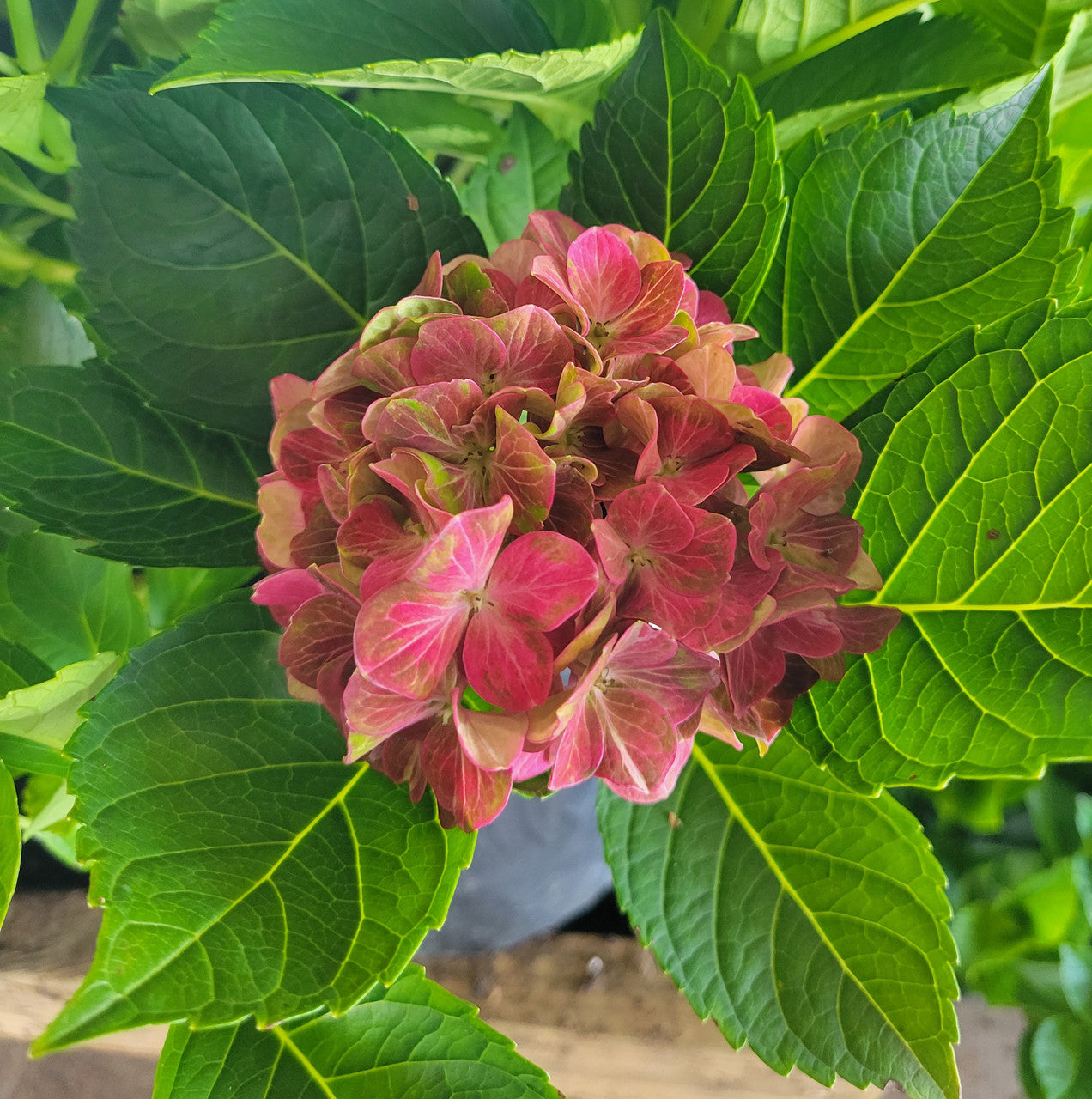 Pistachio Hydrangea Hydrangea macrophylla 'Horwack' PP255779 Flower  image