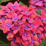 Pistachio Hydrangea Hydrangea macrophylla 'Horwack' PP255779 Flower  image