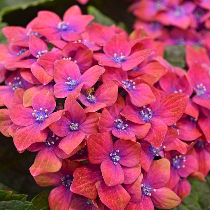 Pistachio Hydrangea Hydrangea macrophylla 'Horwack' PP255779 Flower  image