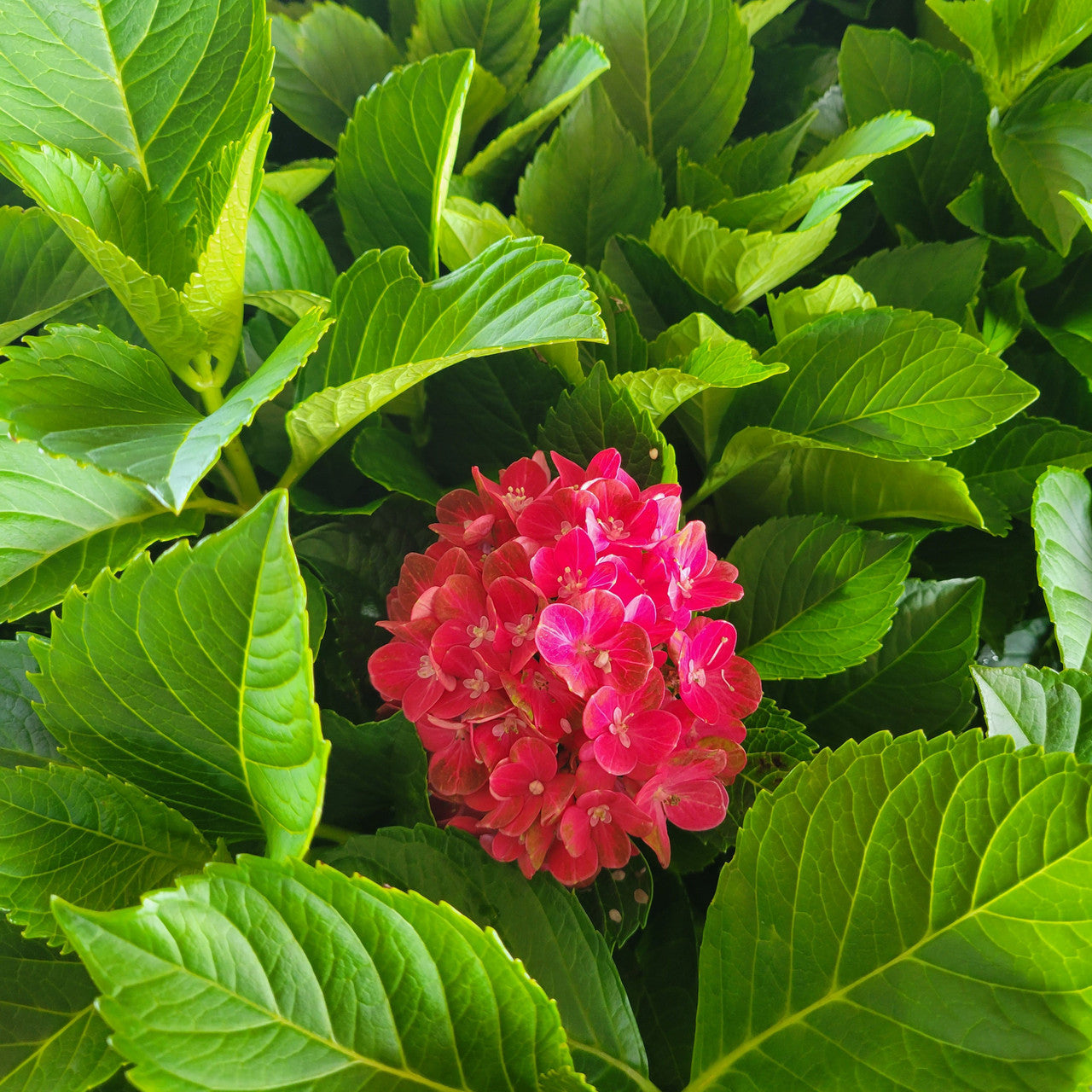 Pistachio Hydrangea Hydrangea macrophylla 'Horwack' PP255779 Flower image