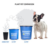 Glamour Time™ Carnation