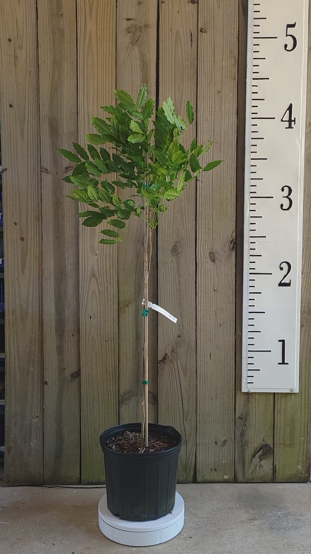 Blue Chinese Wisteria Tree - Trained Tree Form Zones 5-10 – Plant