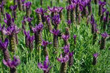 Primavera Lavender | Spanish Lavender | Lavandula stoechas 'Anouk Deluxe 1225'