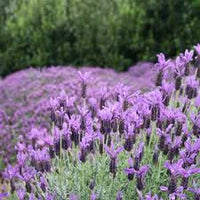 Primavera Lavender | Spanish Lavender | Lavandula stoechas 'Anouk Deluxe 1225'