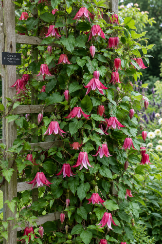 Princess Diana Clematis