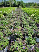 Pugster Blue® Butterfly Bush