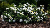 Radican Dwarf Gardenia Shrub | Gardenia jasminoides 'Radicans'