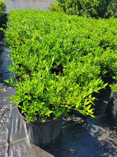 Radican Dwarf Gardenia Shrub | Gardenia jasminoides 'Radicans'