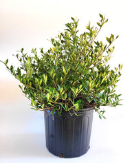 Radican Dwarf Gardenia Shrub | Gardenia jasminoides 'Radicans'