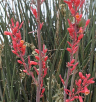 Red Yucca | Hesperaloe parviflora