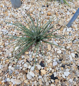 Red Yucca | Hesperaloe parviflora