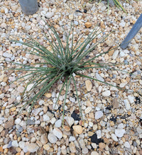 Red Yucca | Hesperaloe parviflora