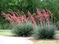 Red Yucca | Hesperaloe parviflora