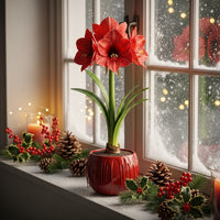 Waxed Amaryllis Bulbs