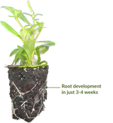 Nutritive Solutions® 'RootOn' Rooting Hormone Solution