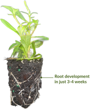 Nutritive Solutions® 'RootOn' Rooting Hormone Solution