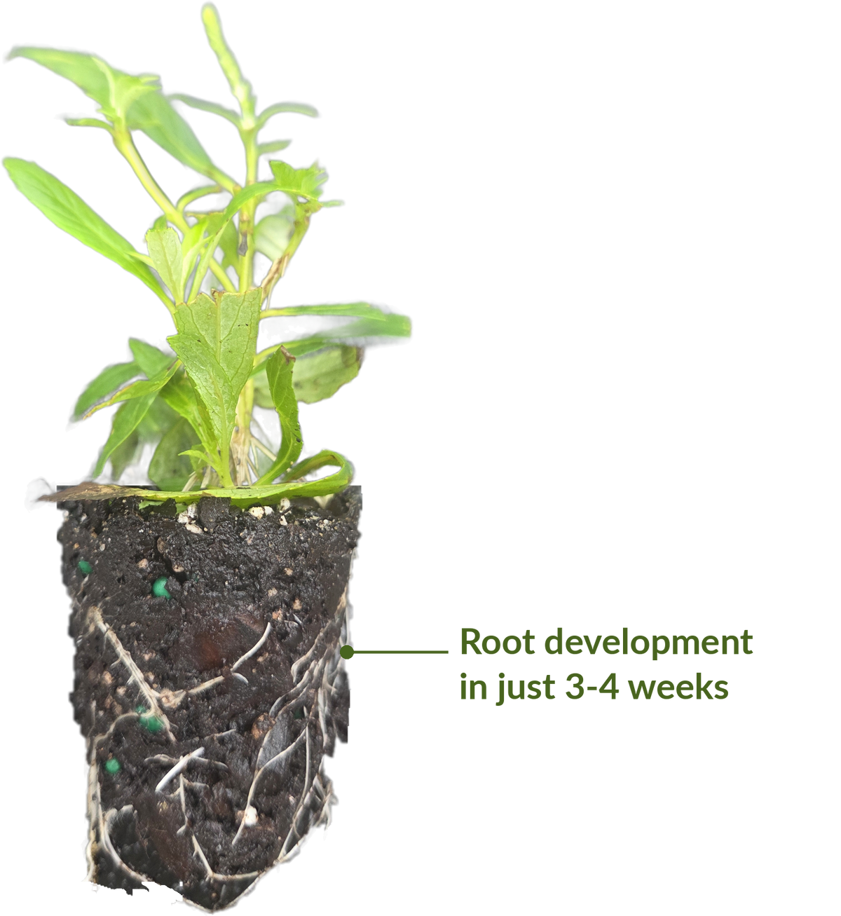 Nutritive Solutions® 'RootOn' Rooting Hormone Solution
