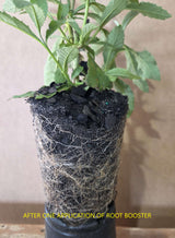 "Big Foot Root Boost" – Nitrogen Fixing Azospirillum