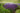 Salvia 'Violet Riot' | PP26273 | Proven Winners®