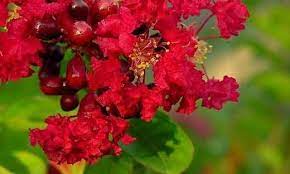 Colorama™ Scarlet Crape Myrtle Tree | Lagerstroemia x 'JM1' PPAF